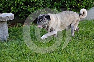 Older pug walks on grass