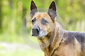 Older red Shepherd mix breed dog, pet rescue adoption photo