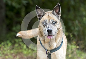 Older Shepherd Husky mix dog with blue eyes and harness animal shelter adoption photo