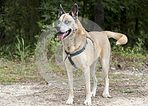 Older Shepherd Husky mix dog with blue eyes and harness animal shelter adoption photo