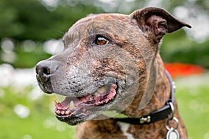 An older staffy portrait looking to the side
