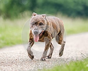 An older staffy portrait walking along a path in the country