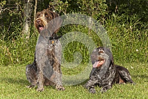 Older and younger hunting dogs