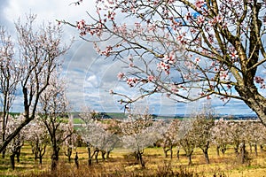 The oldest almond orchard in Europe, Czech
