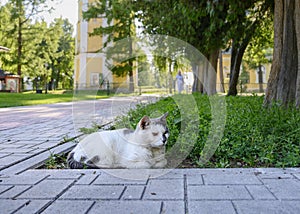 The oldest graying cat of the the Uglich town attentive among medieval churches