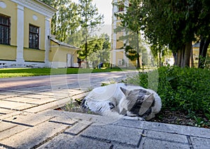 The oldest graying cat of the the Uglich town sleeps among medieval churches