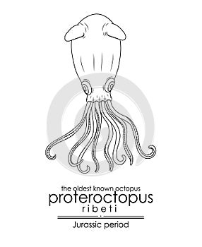 The oldest known octopus Proteroctopus ribeti