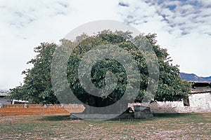 The oldest mulberry tree in Tibet is located in Nyingchi, Tibet. photo