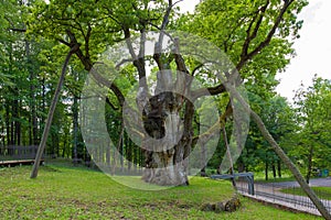 Oldest oak in lithuania