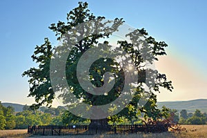Oldest oak in Romania being estimated approximation to 900 years