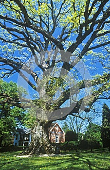 Oldest oak tree in United States, East Shore, Oxford, MD