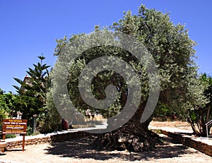 Oldest olive tree