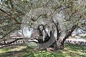 The oldest olive tree (Europe)called Stara Maslina