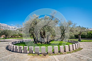 The oldest olive tree in Europe