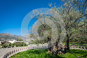 The oldest olive tree in Europe