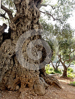 Oldest Olive Tree in the Garden of Gethsemane, Jerusalem, Israel