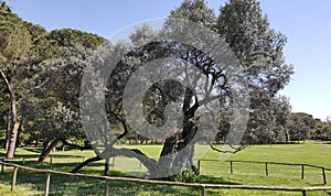 The oldest olive tree in Istria