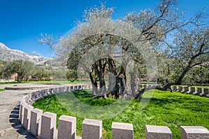 The oldest olive tree in Europe