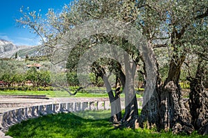 The oldest olive tree in Europe