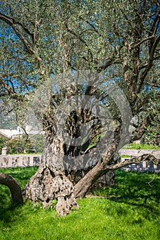 The oldest olive tree in Europe