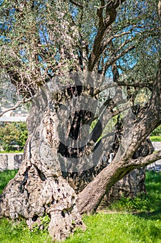 The oldest olive tree in Europe