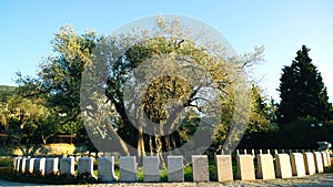 The oldest olive tree in the Old town of Bar in Montenegro