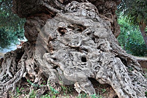 Oldest olive tree