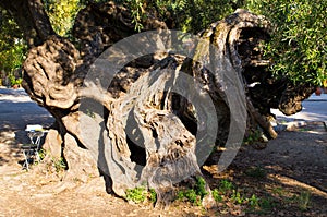 Oldest olive tree on Zakynthos island, Greece