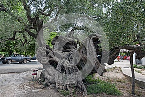 The Oldest Olive of Zakynthos, Greece