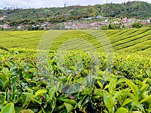 The oldest tea plantation in Indonesia