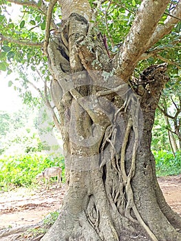 Oldest  tree, Banyan tree, Green leaves, A cow