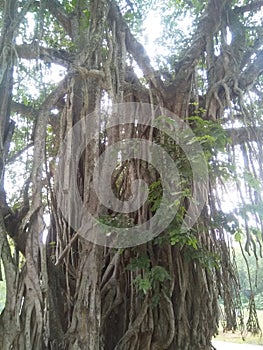 OLDEST TREE  IN DAKSHIN DINAJPUR IN WEST BANGAL INDIA