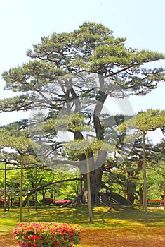 Oldest tree in Kenrokuen gardens, Kanazawa, Japan