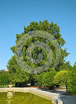 Oldest tree in Madrid, Spain