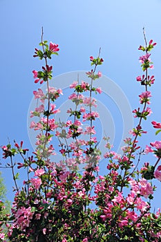 Oldfashioned Weigela flowers