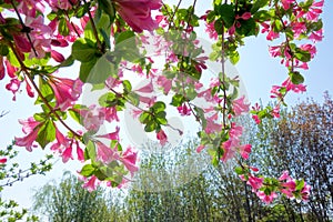 Oldfashioned Weigela flowers