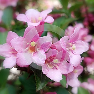 Oldfashioned weigela (Weigela florida)