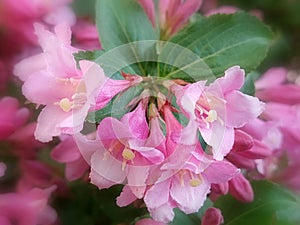 Oldfashioned weigela (Weigela florida)