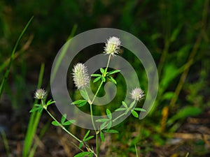 Oldfield clover or Trifolium arvense flowers close-up with bokeh background, selective focus, shallow DOF