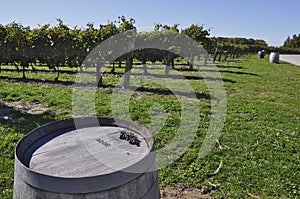 Olds oak barrels outside the winery with a view of the grape field