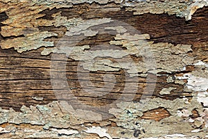 Olds wood background