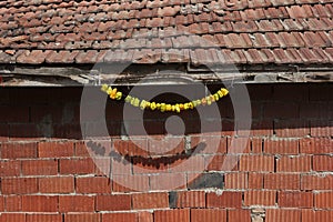 Oldschool dried vegetables hanged under sun on a country house roof.