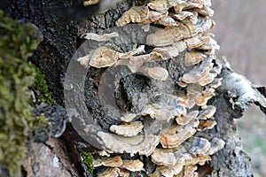 Oldtree fungi forest wood nature