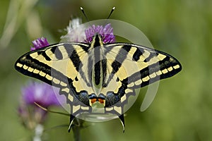 Oldworld Swallowtail Papilio machaon photo