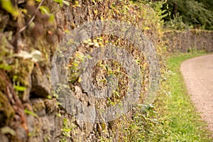 Oldy rocky wall with plants and moss in a park