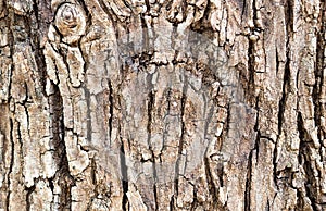 Old bark texture