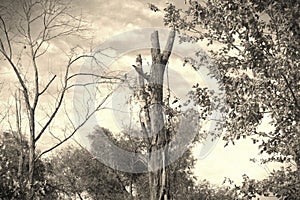 This ole tree captured with a vintage filter.