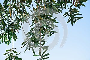 Olea europaea