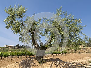 Olea europaea