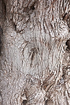 Olea europaea bark close up